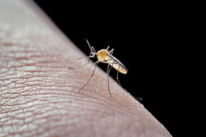 Combate à dengue: tudo o que você precisa para se proteger!