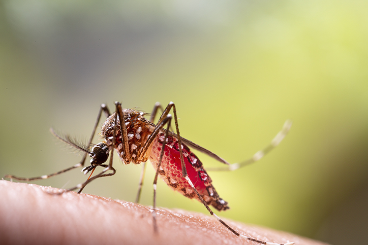 Dengue ou gripe? Saiba identificar quais os sintomas de cada uma